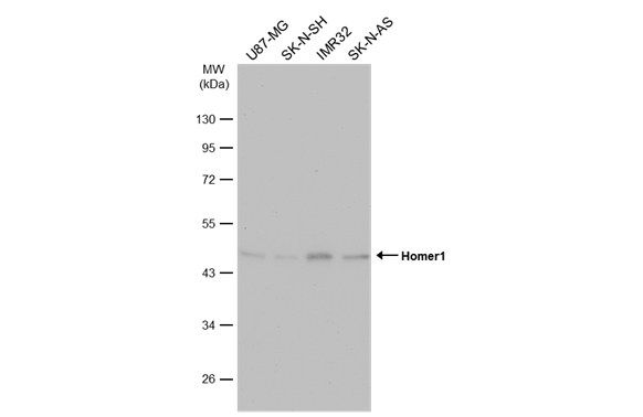 homer scaffold protein 1 Antibody