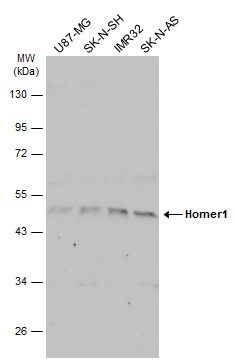 Homer1 antibody
