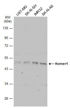 homer scaffold protein 1 Antibody