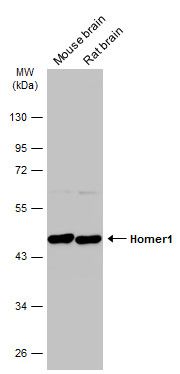 Homer1 antibody