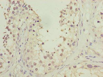 HOOK1 Antibody