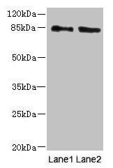 HOOK1 Antibody
