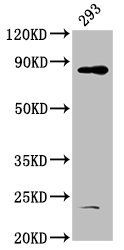 HOOK3 antibody