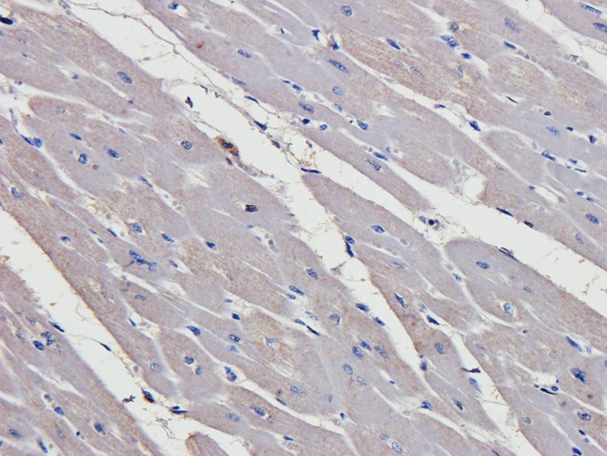 HOXA10 antibody