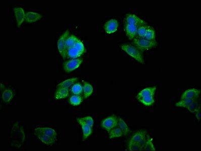 HOXA11 Antibody
