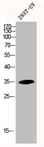 HOXA11 antibody