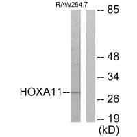 HOXA11 antibody