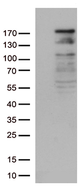 HOXA3 Antibody