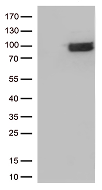HOXA3 Antibody