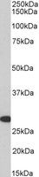 Goat anti-HOXA5 (aa83-92) Antibody