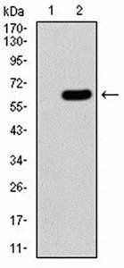 HOXA9 Antibody