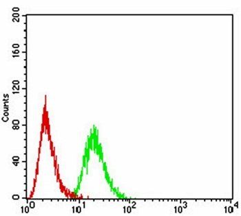 HOXA9 Antibody