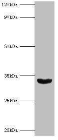 HOXB1 Antibody