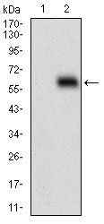 HOXB4 Antibody