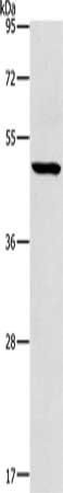 HOXC10 Antibody