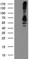 HOXC11 Antibody