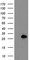 HOXC11 Antibody