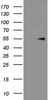 HOXC11 Antibody
