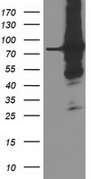 HOXC11 Antibody