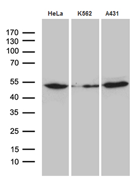 HOXC4 Antibody