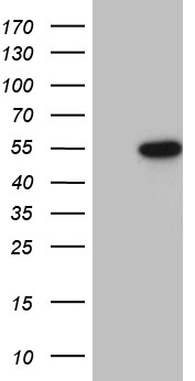 HOXC4 Antibody
