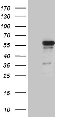 HOXC4 Antibody