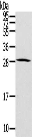 HOXC8 antibody