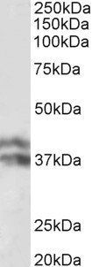Goat anti-HP beta chain Antibody