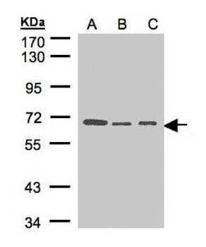HPA2 antibody