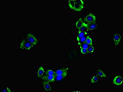HPCAL1 Antibody