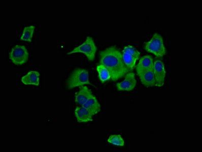 HPN Antibody