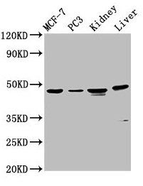 HPN Antibody