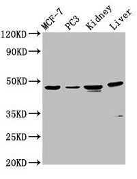 HPN antibody