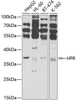 HPR antibody