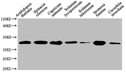HPR Antibody