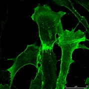 Anti-human PrP antibody