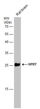 HPRT antibody