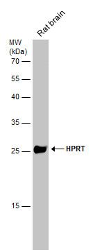 HPRT1 antibody