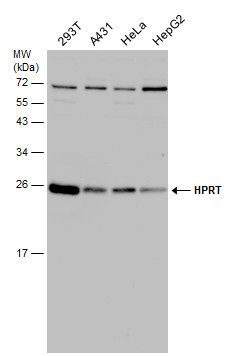 HPRT antibody