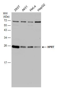 HPRT1 antibody