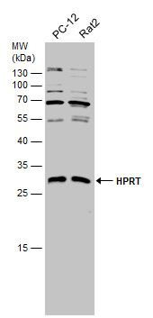 HPRT antibody