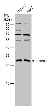 HPRT1 antibody