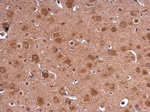 HPRT antibody