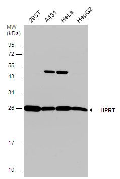 HPRT antibody