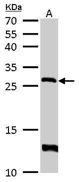 HPRT1 antibody