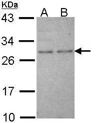 HPRT antibody