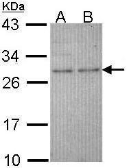 HPRT1 antibody