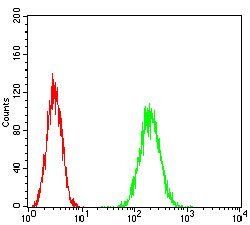 HPRT1 Antibody