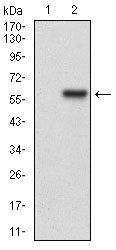 HPRT1 Antibody