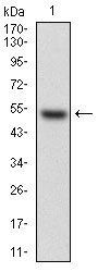 HPRT1 Antibody